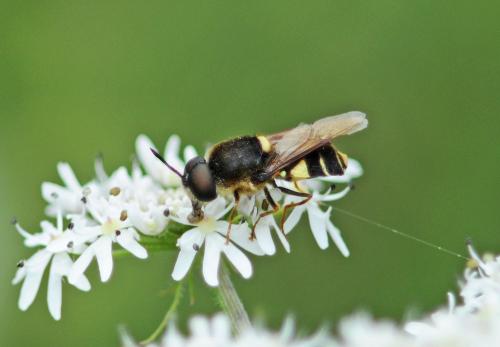 Stratiomys potamida
